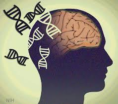genetics_brain.jpg